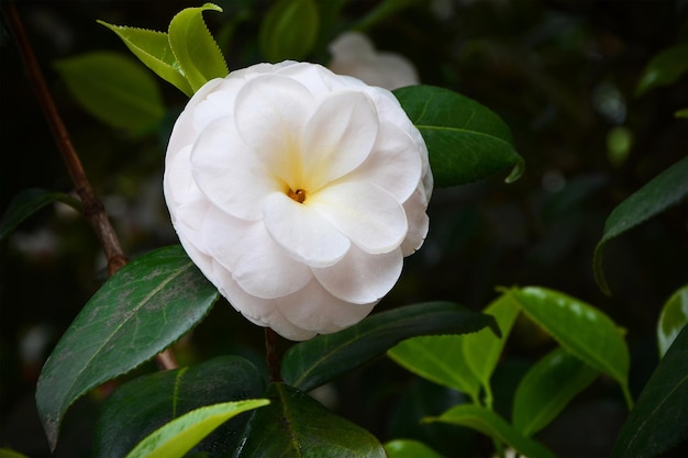 One beautiful white camellia flower among green foliage