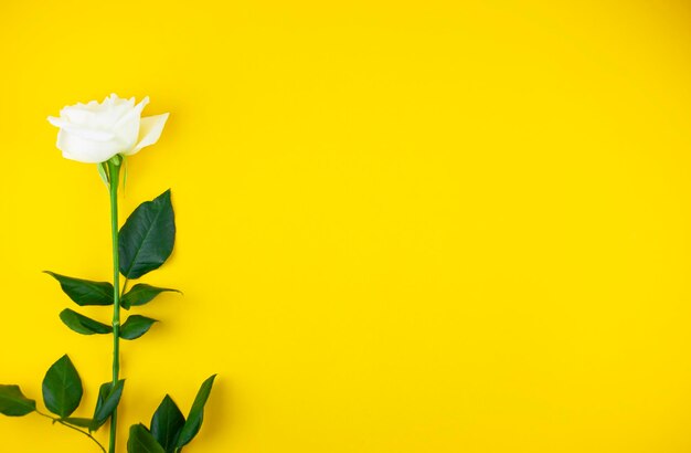 Foto una bella rosa bianca su uno sfondo giallo isolato