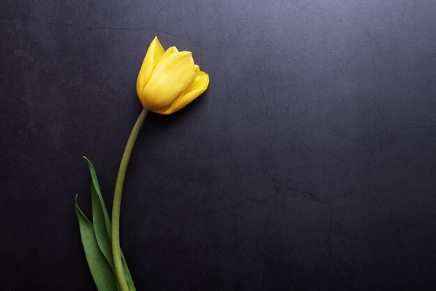 One beautiful yellow Tulip in close-up against a dark blue-gray wall.