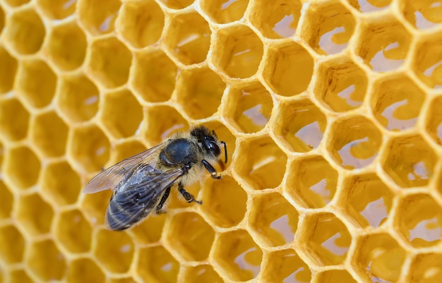 One bee on beeswax with honey