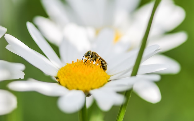 白いデイジーの花の上に座って蜂