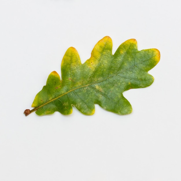 One begins to turn yellow oak leaf on a white background