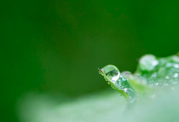 One big dew water drop on the stem of a green grass and many more small drops under the leaf