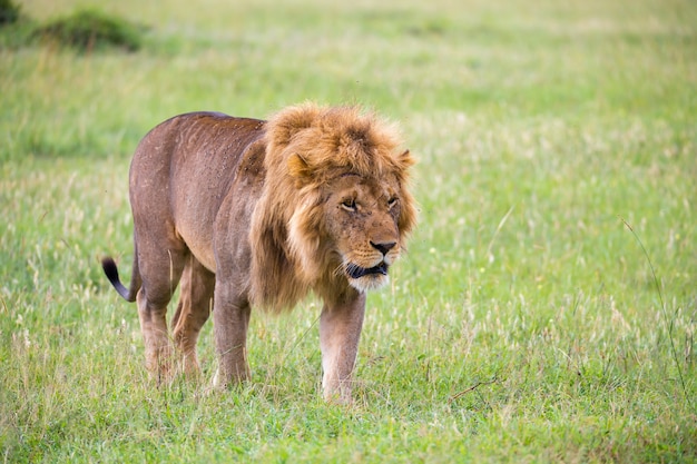 One big male lion is walking in the savannah