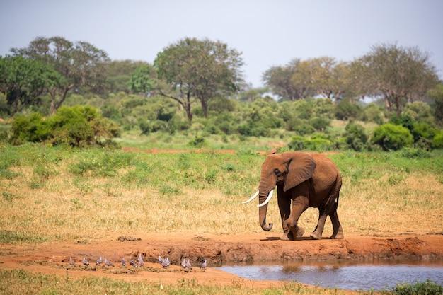 Un grande elefante rosso sta camminando sulla riva di una pozza d'acqua