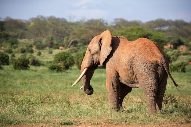 One big red elephant walks through the savannah between many plants