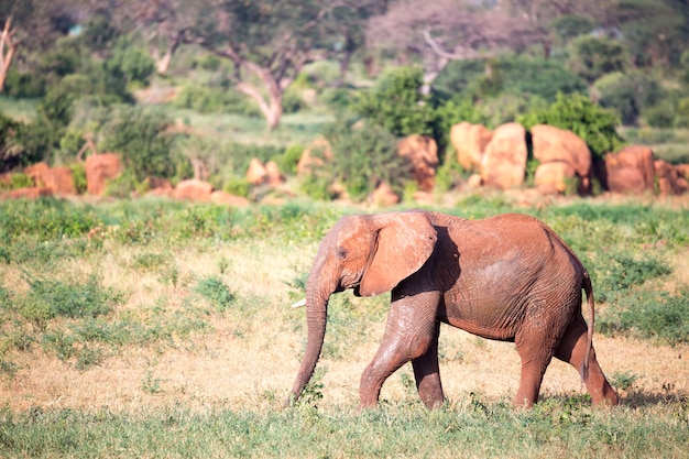 One big red elephant walks through the savannah between many plants