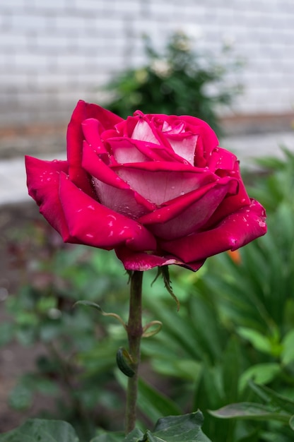 One big red rose in the garden