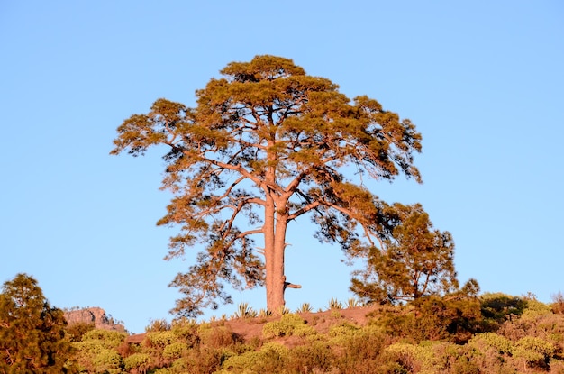 One Big Tree illuminated from the sun setting