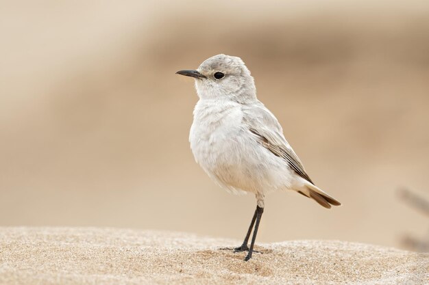 One bird desert wheat oenanthe deserti sit in the desert namibia