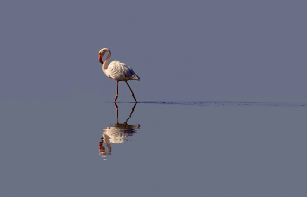 One bird of pink african flamingo walking around the lagoon and looking for food