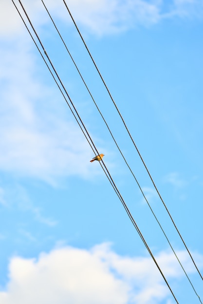 One bird sits on power lines, a bottom-up view of the sky