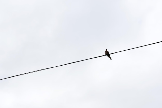 灰色の空を背景にワイヤーに一羽の鳥