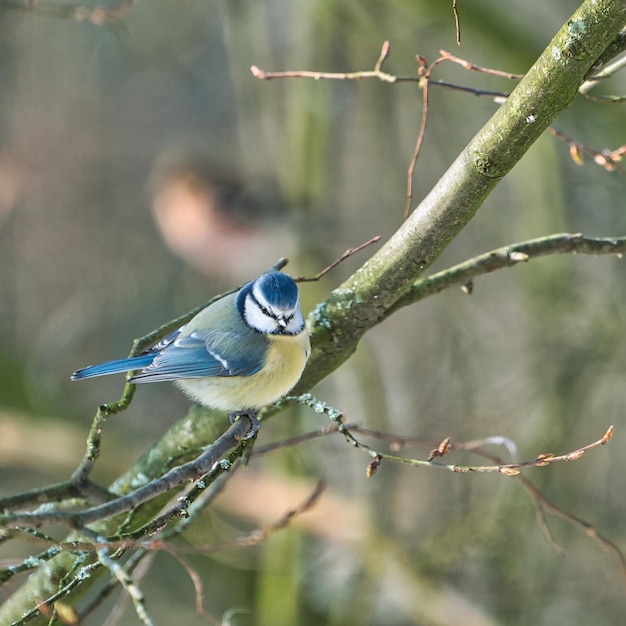 One blue tit on a tree in the winter  cold and sunny day with no people