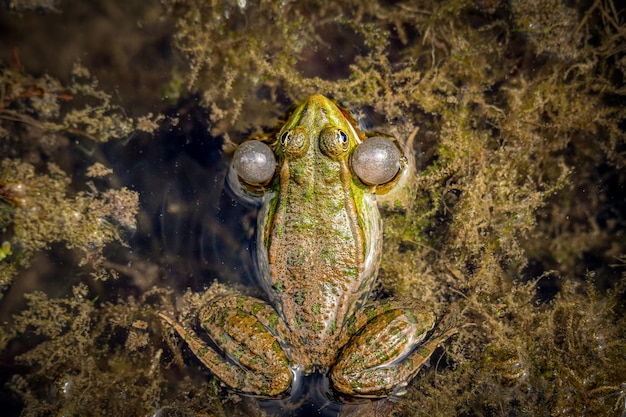 写真 水中の口に声袋を持つ繁殖する雄のプールカエル ⁇ ペロフィラックスレッソネ ⁇ ヨーロッパカエル ⁇