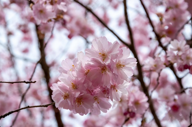 One brief season moment in spring time is the blooming of sakura tree