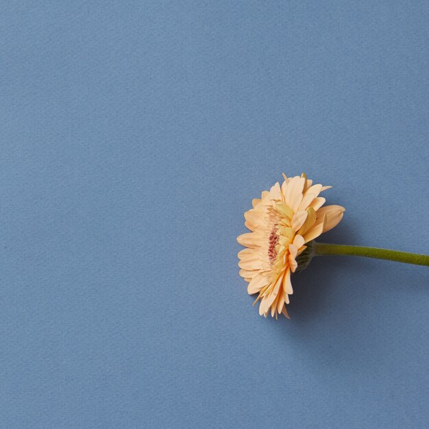 One bright orange gerbera on a blue paper background