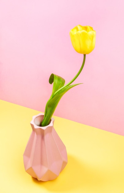 One bright yellow tulip in art vase on pastel two tone yellowpink Creative minimal greeting card