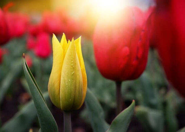 One bright yellow tulip growing among a field of red tulips