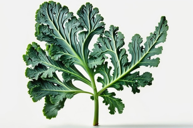 One broccoli leaf on a white background Fringed green leaf of Broccolli