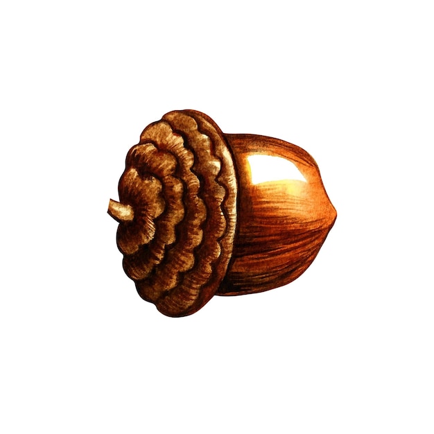 One brown acorn. Watercolor illustration.