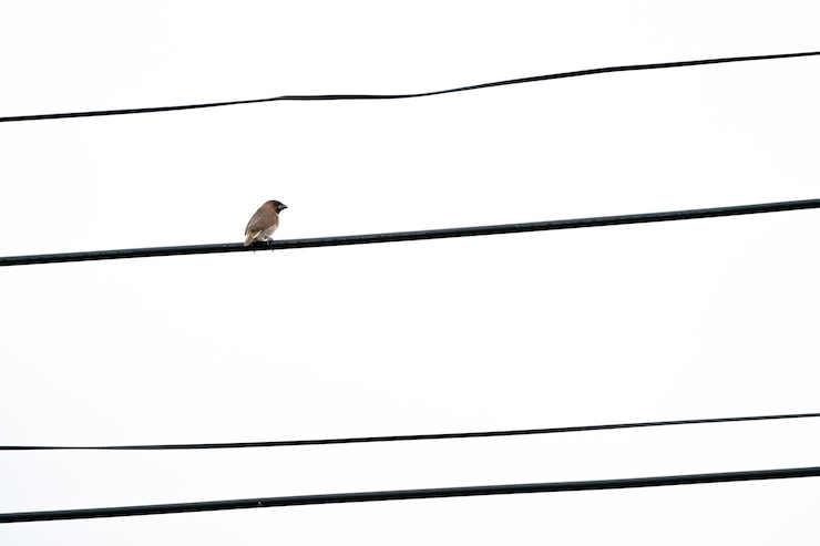 Photo the one brown bird hangs on to electric cable alone with the open white sky.