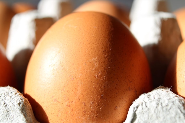 One brown chicken egg in a cardboard egg box close up side view