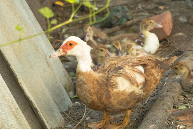 One brown domestic Muscovy duck with her little babies in the background