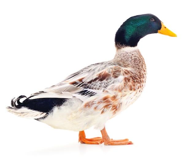 One brown duck isolated on white background.