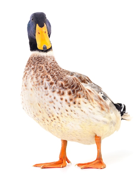 One brown duck isolated on white background.