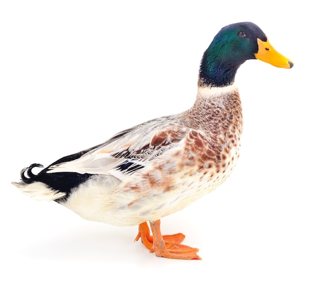 One brown duck isolated on white background.