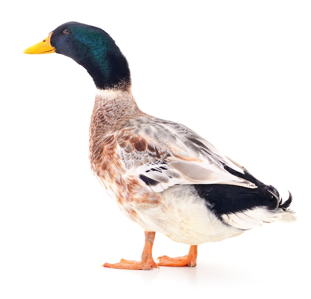 Photo one brown duck isolated on white background.