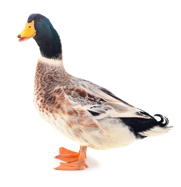 One brown duck isolated on white background