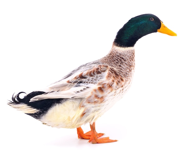 One brown duck isolated