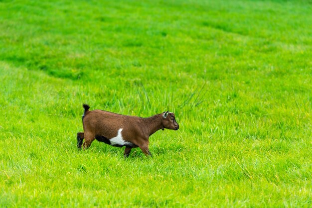 One brown goat eating of green grass at farm