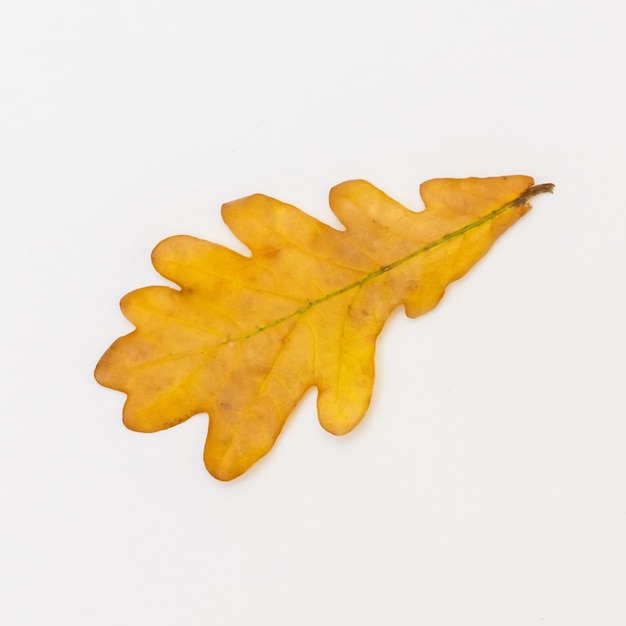 One brown oak leaf on a white background