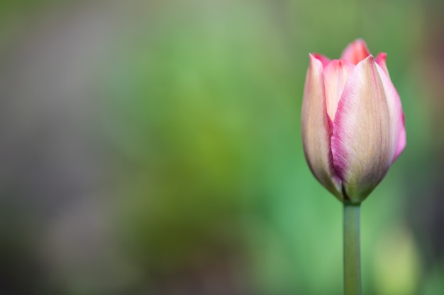 緑の背景をぼかした写真の右側部分にピンクのチューリップの1つの芽