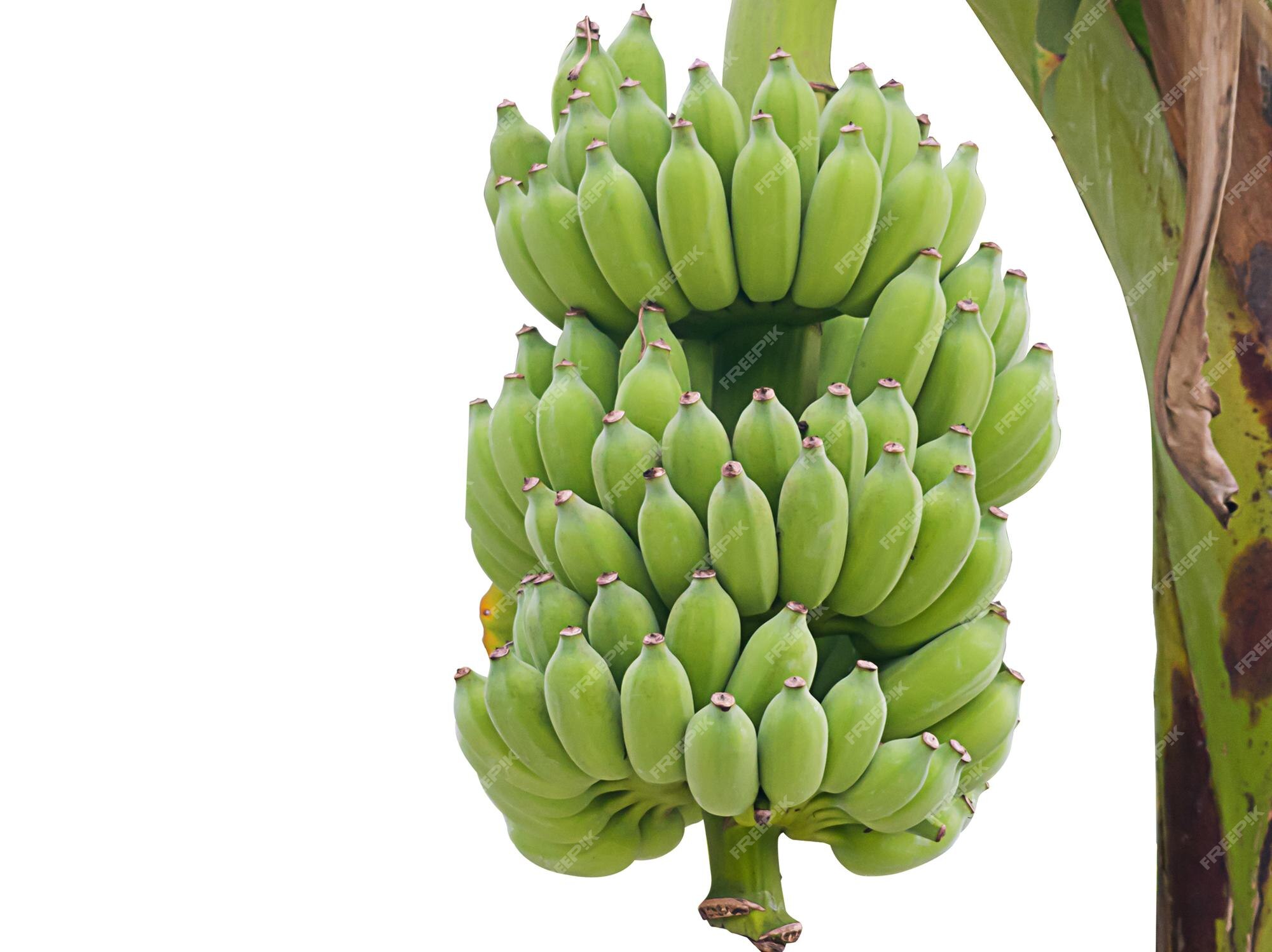 Premium Photo  One bunch of bananas on white background. a very useful and  nutritious tropical plant. copy space.