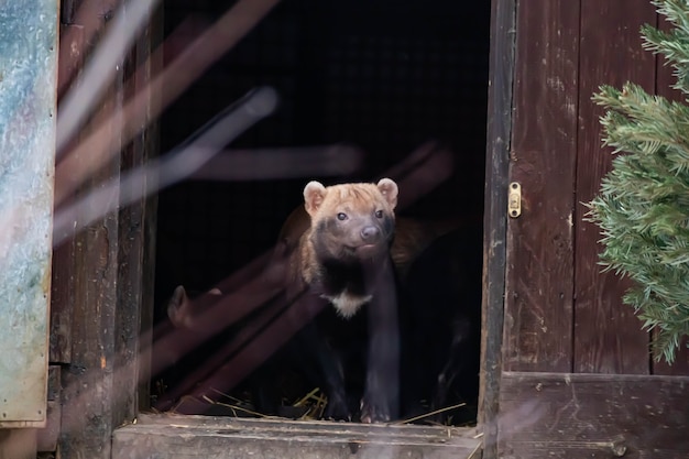 One bush dog in winter stands on a snowdrift