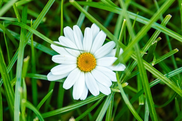 One camomile in green grass close up