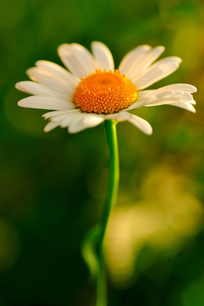 One camomile with bokeh on green grass background. Shallow deep of field