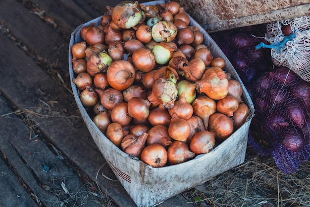 One cardboard box with freshly dug dirty golden onions stands on a wooden floor in a barn closeup side view