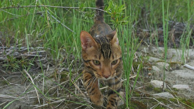 緑の草の上を歩く1匹の猫ベンガルベンガルの子猫が森を歩くことを学ぶアジアのヒョウ猫が草の中に隠れようとする自然の中で葦の飼い猫川の近くのビーチで飼い猫