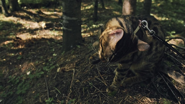 都市公園の1匹の猫ベンガルヤマネコは首輪で森を歩くアジアのジャングルキャットまたは沼または葦狩りを隠して草で遊ぶ飼いならされたヒョウ猫屋外の自然の中で飼い猫