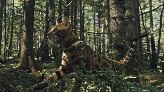 One cat in a city park bengal wildcat walk on the forest in\
collar asian jungle cat or swamp or reed domesticated leopard cat\
hiding hunting and playing in grass domestic cat in outdoor\
nature