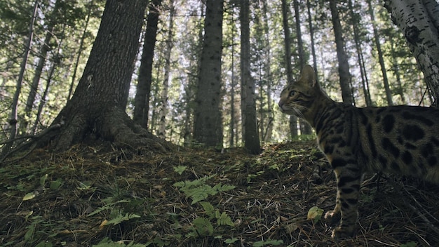 One cat in a city park bengal wildcat walk on the forest in\
collar asian jungle cat or swamp or reed domesticated leopard cat\
hiding hunting and playing in grass domestic cat in outdoor\
nature