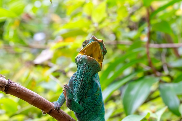 One chameleon on a branch in the rainforest of Madagascar