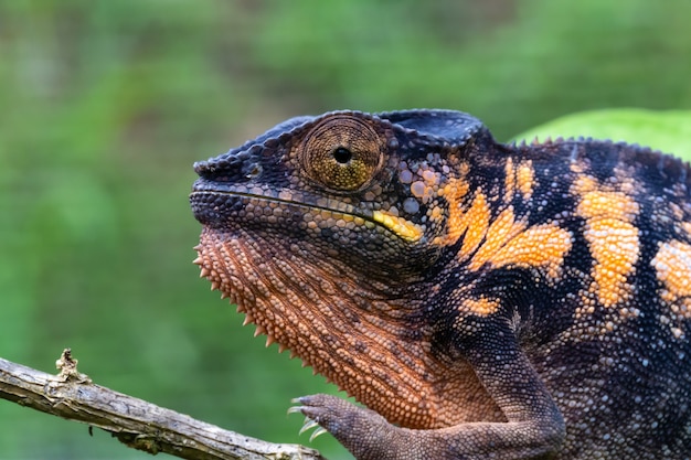 One chameleon in close-up in a national park on Madagascar