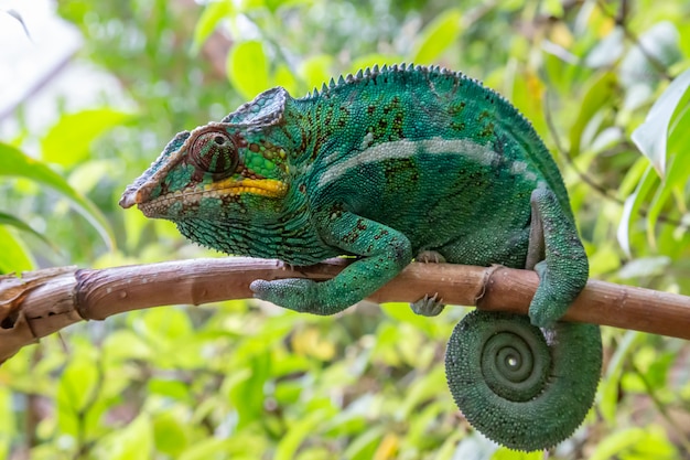 Photo one chameleon in close-up in a national park on madagascar