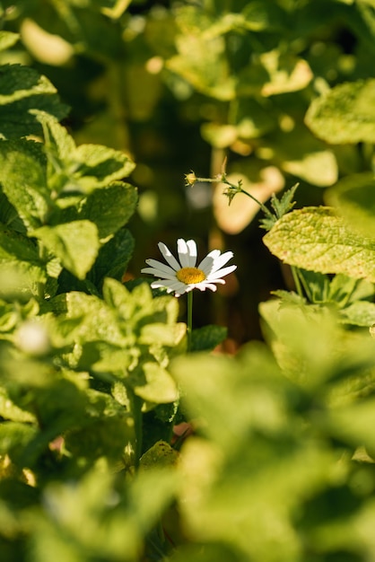 Photo one chamomile among mint leaves